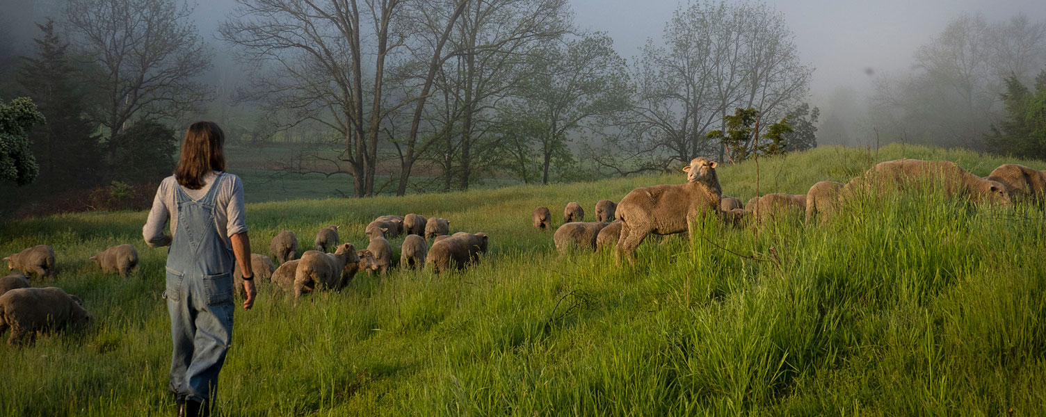 sheep-herder.jpg