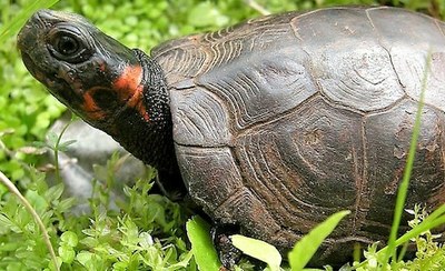 Bog Turtle Natural History Profile