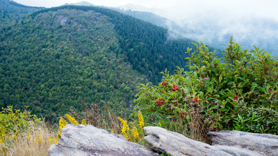 Golden-Winged Warbler Appalachians Fact Sheets