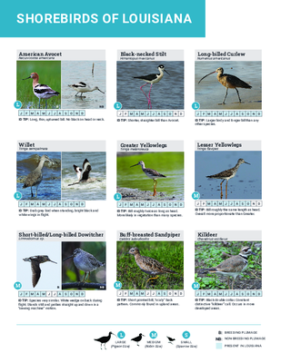 Shorebirds of Louisiana