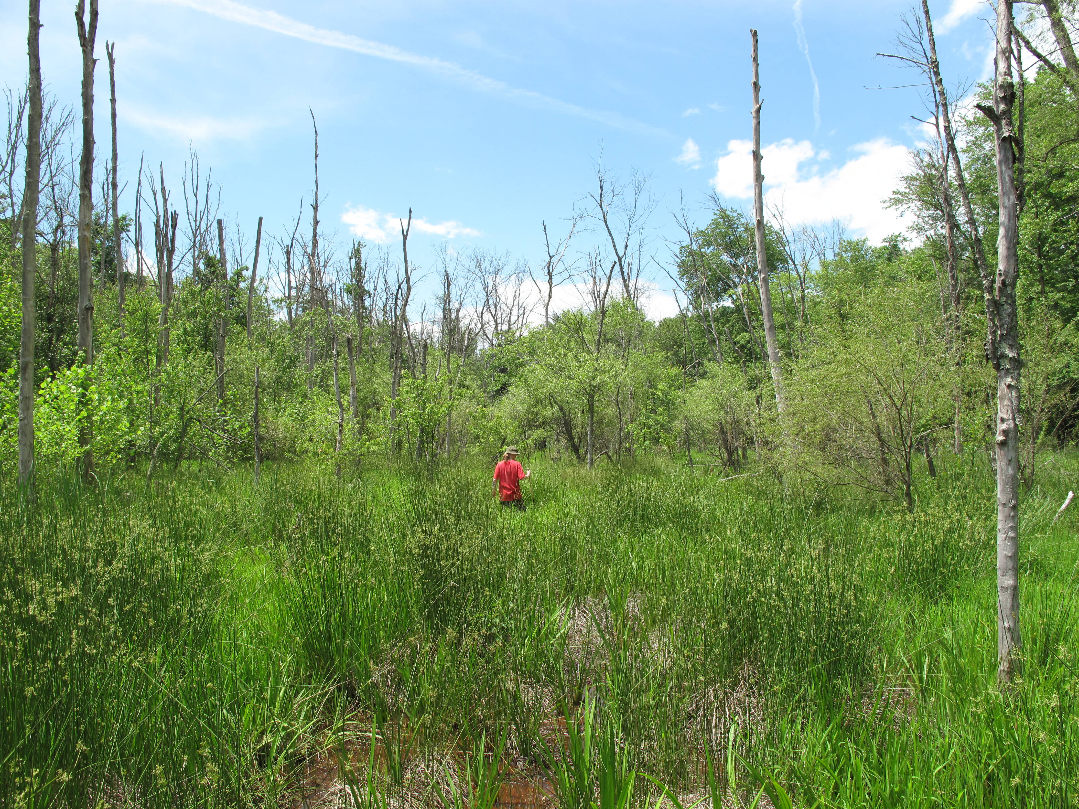 bog turtle wetlands