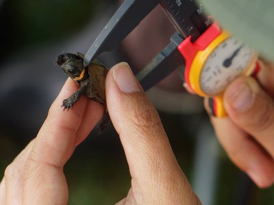 bog turtle measure