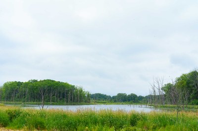 Wetlands