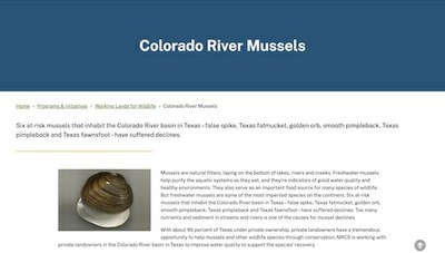 Colorado River Mussels