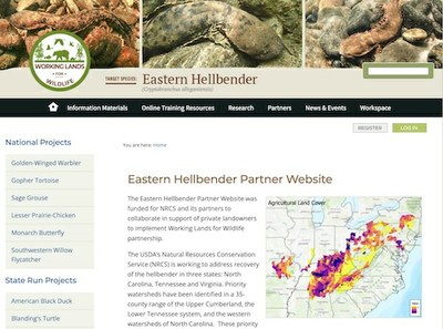 Eastern Hellbender