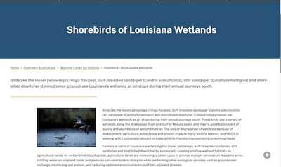 Shorebirds of Louisiana Wetlands