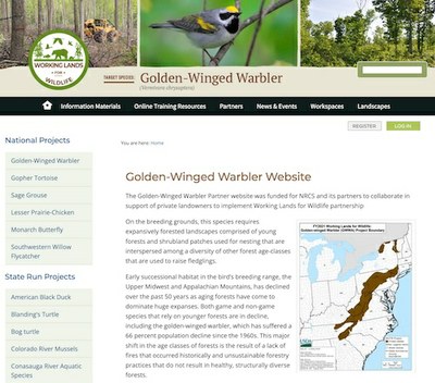 Golden-Winged Warbler