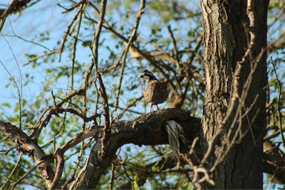 Join the Bobwhite in Hardwood Forested Systems Webinar!