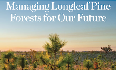 Managing Longleaf Pine Forests for Our Future