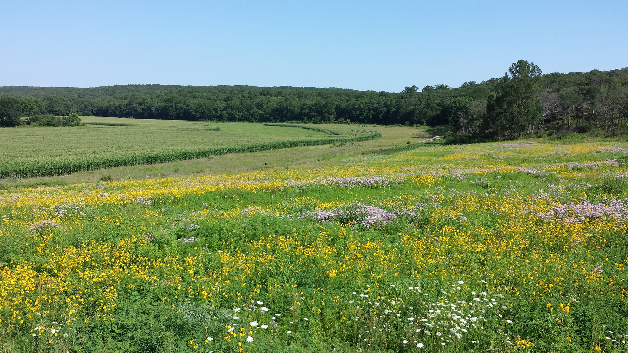 Native Grassland