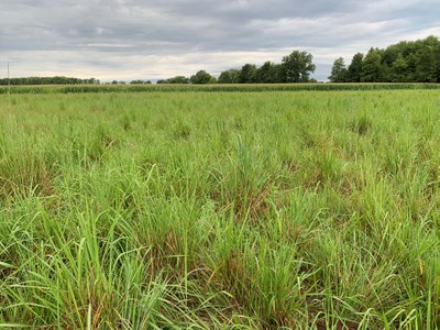 Warm Season Native Grasses 2