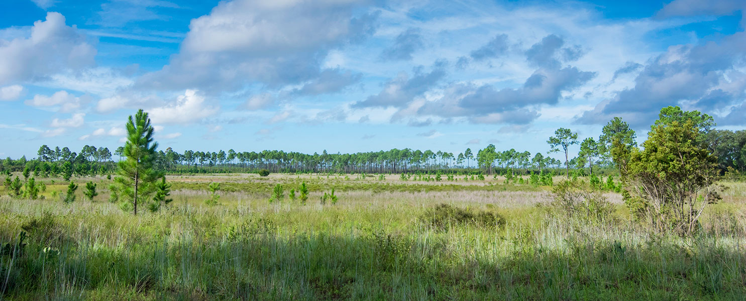 Ocala National Forest