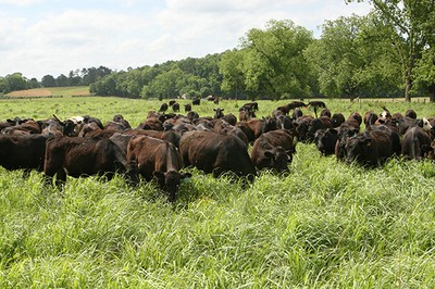 Economic and Production Performance of Native Grasses as Forage in the Fescue Belt