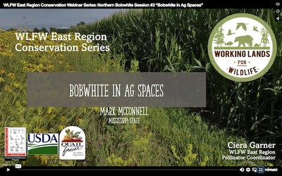 WLFW East Region Conservation Webinar Series: Northern Bobwhite Session #3 “Bobwhite in Ag Spaces” 