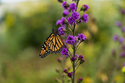 WLFW Pollinator Conservation Webinar Series