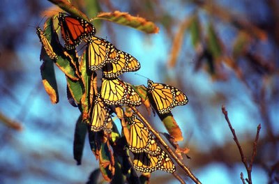 Monarch Butterfly