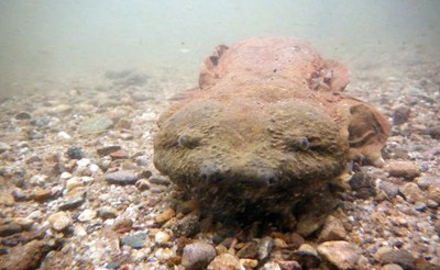 Hellbender