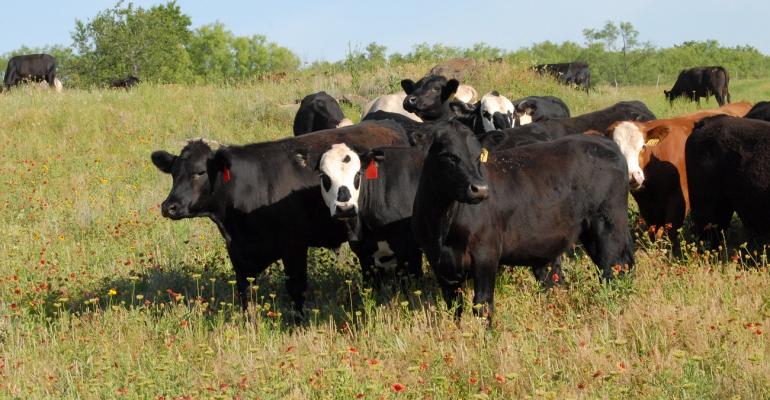 Native grasses win performance tests