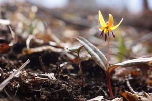 New National Wildlife Refuge Established to Protect Some of Appalachia’s Rarest Places