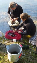 PA Mussels Used to Help Restore Streams in Ohio, Illinois, and West Virginia