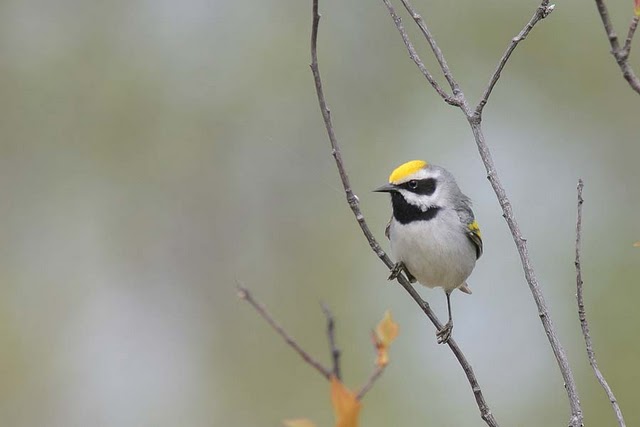 USDA and Interior Reach Historic Agreement to Support Voluntary Wildlife Conservation Efforts on Working Agricultural Lands