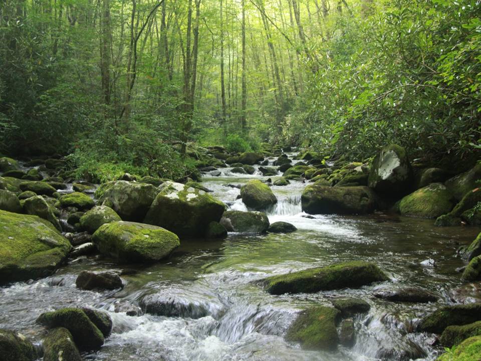 Webinar on Riparian Restoration Tool showcases Appalachian LCC Science