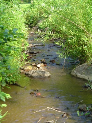 Brook Trout Restoration and Expansion