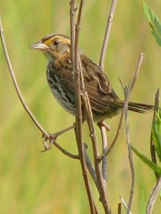 Increasing Resiliency of Tidal Marsh Habitats and Species