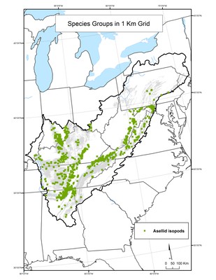 Aseillid Isopod Species Distribution by 1km Grid