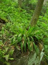 Frasers sedge_Jason Hollinger_2011_Great Smoky Mountains, TN.jpg