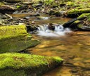 small stream_columbia county_PA_Nicholas A. Tonelli.jpg