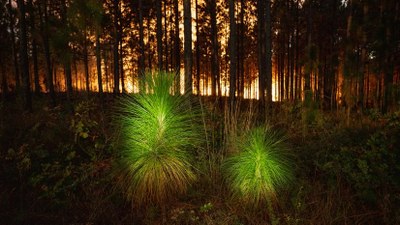 ESRI Blog: Tech Meets Ecology, Environmental Digital Twin Enhances Longleaf Pine Restoration