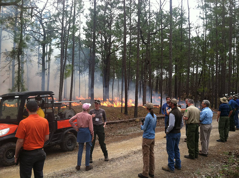 Group watching prescribed burn. Credit: Longleaf Alliance