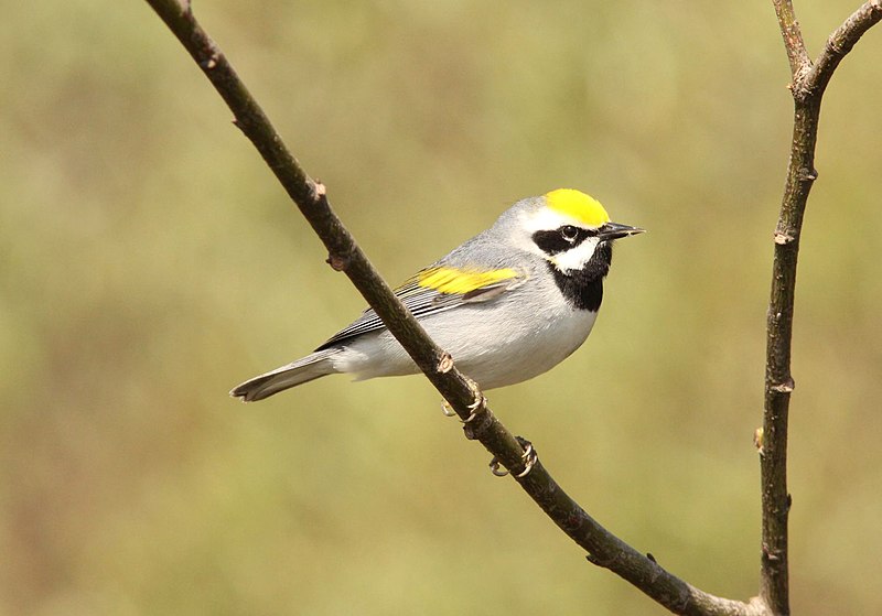 Golden-winged warbler